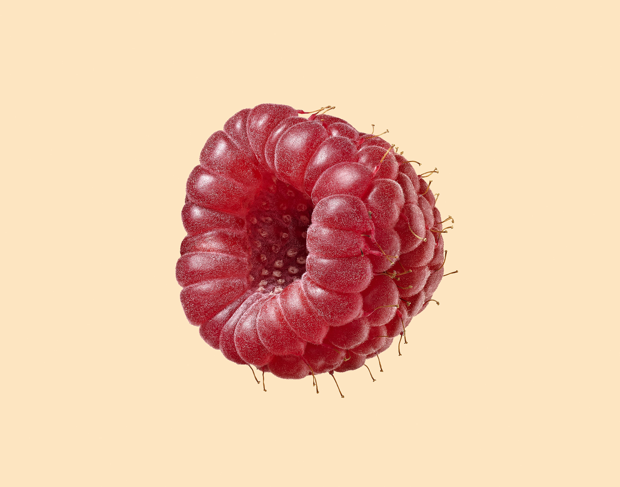 Macro food photograph of a Raspberry by Dan Saelinger